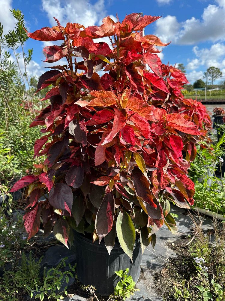 acalypha-wilkesiana-pink-copperleaf