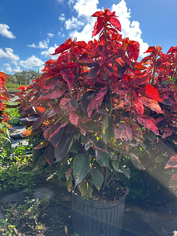 acalypha-wilkesiana-pink-copperleaf