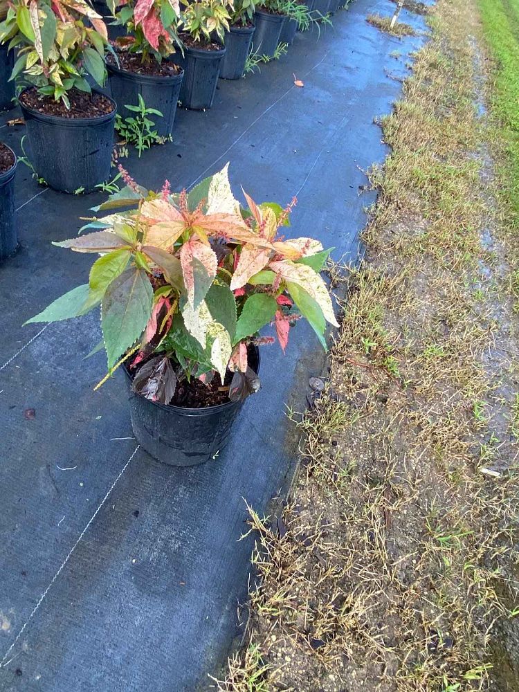 acalypha-wilkesiana-pink-picotee-copperleaf
