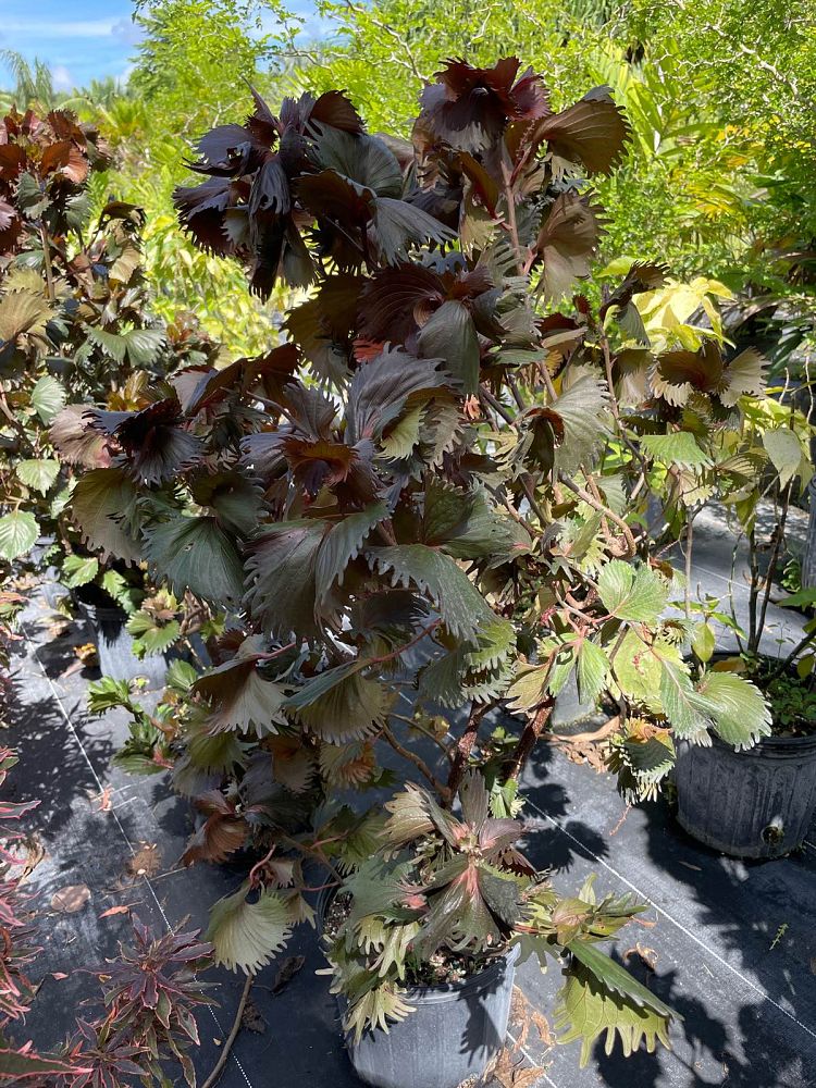 acalypha-wilkesiana-raggedy-ann-copperleaf