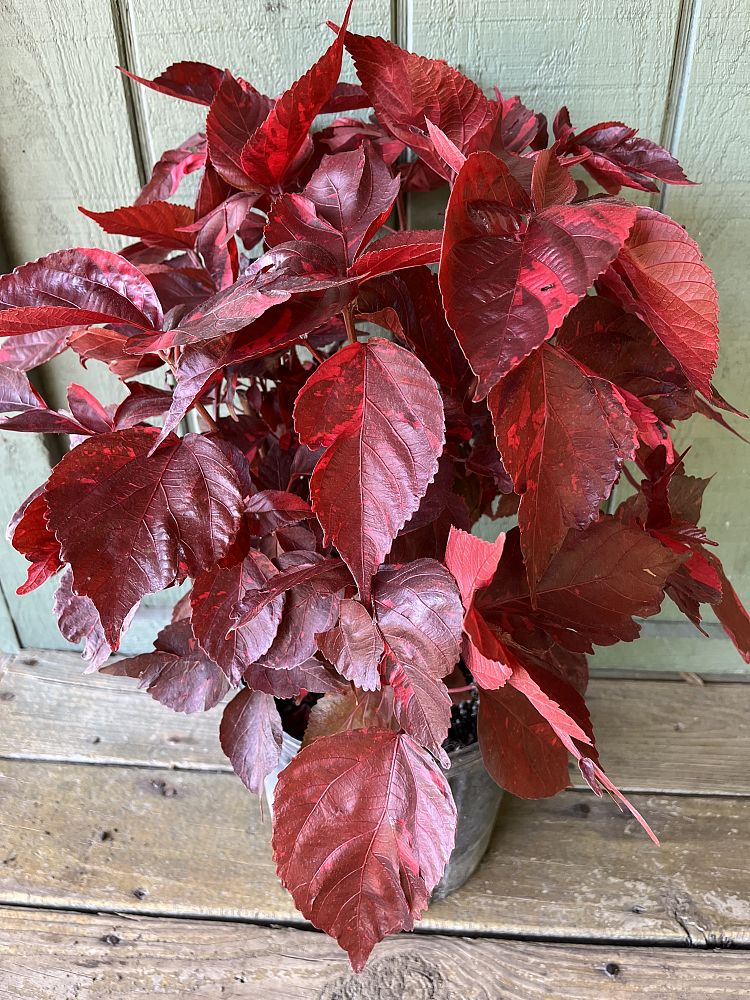 acalypha-wilkesiana-red-ruffled-copperleaf