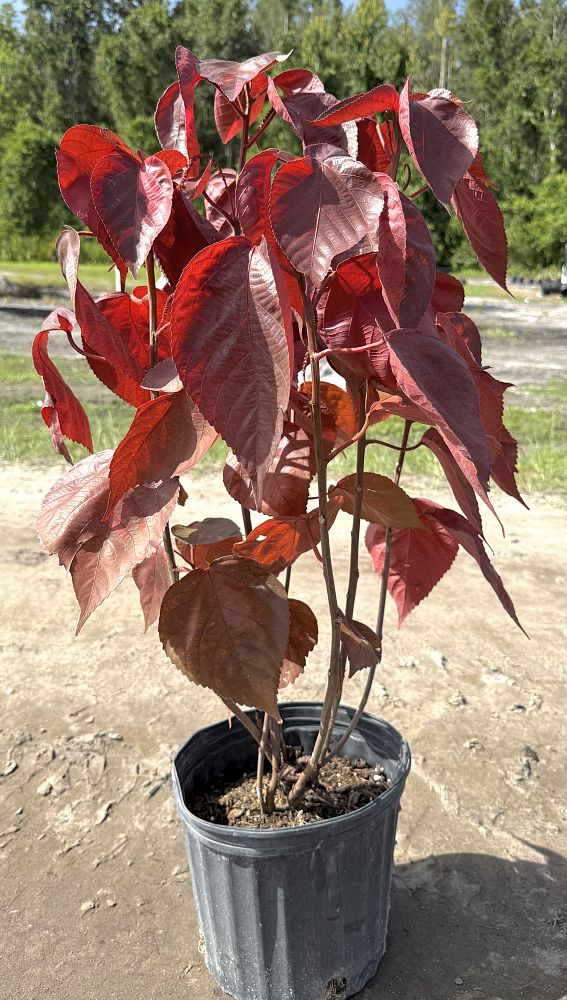 acalypha-wilkesiana-red-ruffled-copperleaf