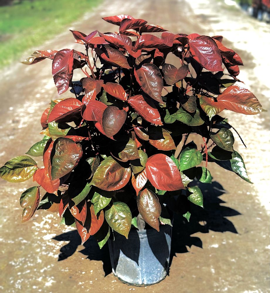 acalypha-wilkesiana-red-ruffled-copperleaf
