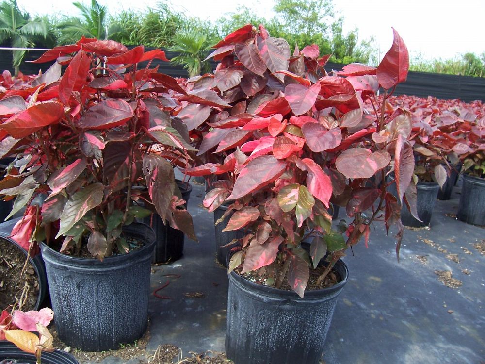 acalypha-wilkesiana-super-red-copperleaf