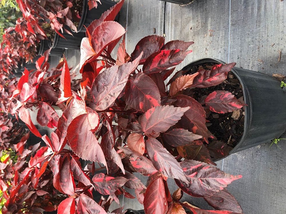 acalypha-wilkesiana-super-red-copperleaf