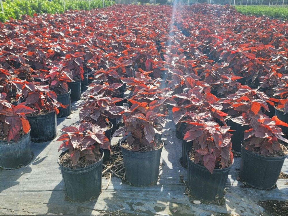acalypha-wilkesiana-super-red-copperleaf