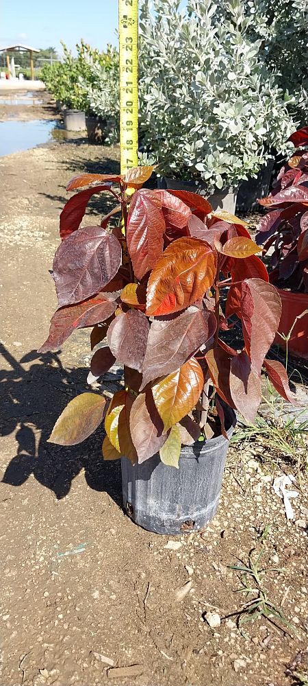 acalypha-wilkesiana-super-red-copperleaf