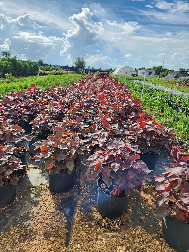 acalypha-wilkesiana-super-red-copperleaf