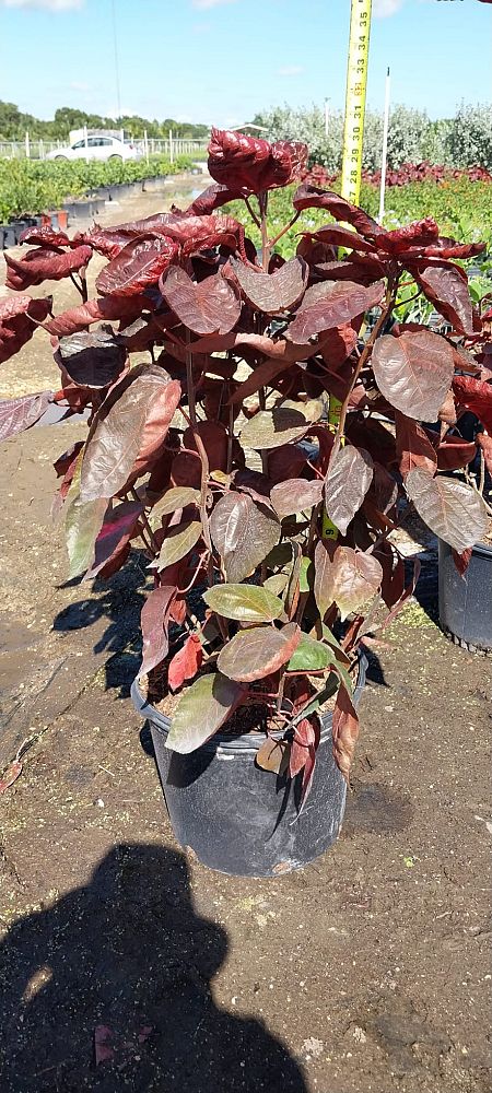 acalypha-wilkesiana-super-red-copperleaf