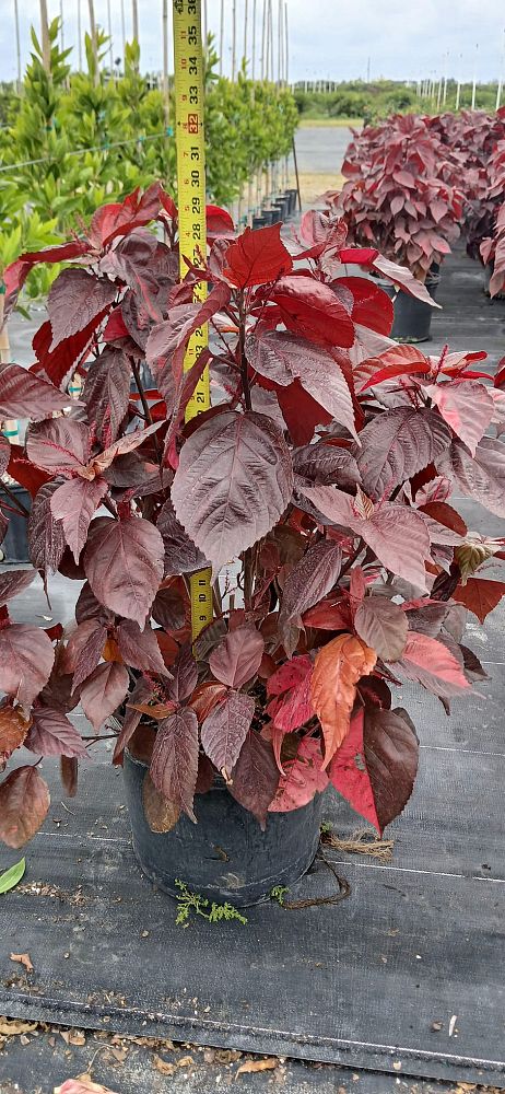 acalypha-wilkesiana-super-red-copperleaf