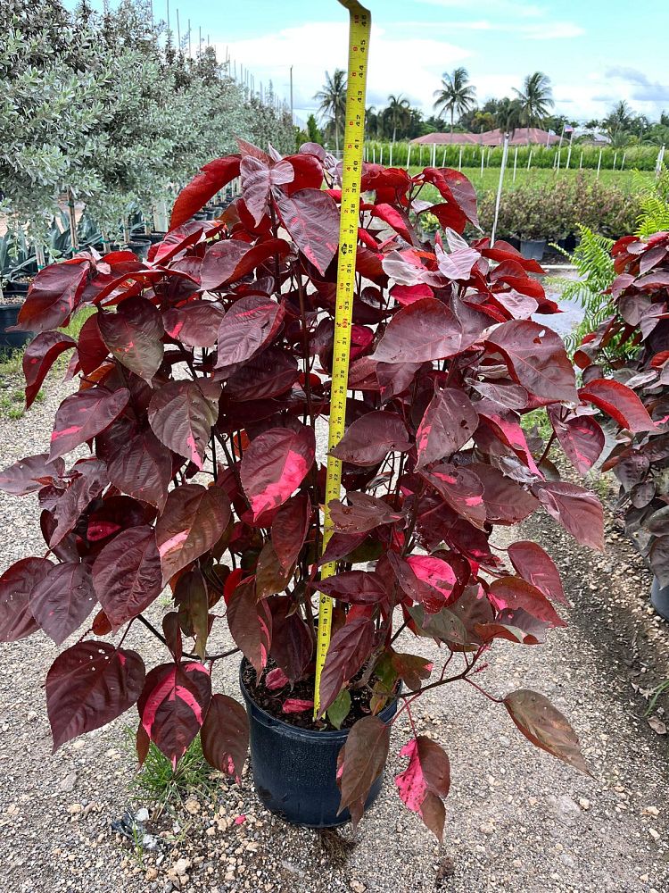 acalypha-wilkesiana-super-red-copperleaf