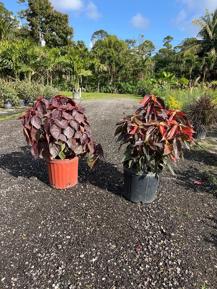 acalypha-wilkesiana-super-red-copperleaf