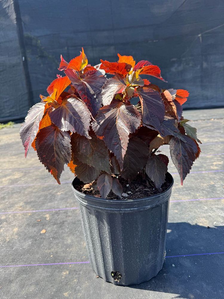 acalypha-wilkesiana-super-red-copperleaf