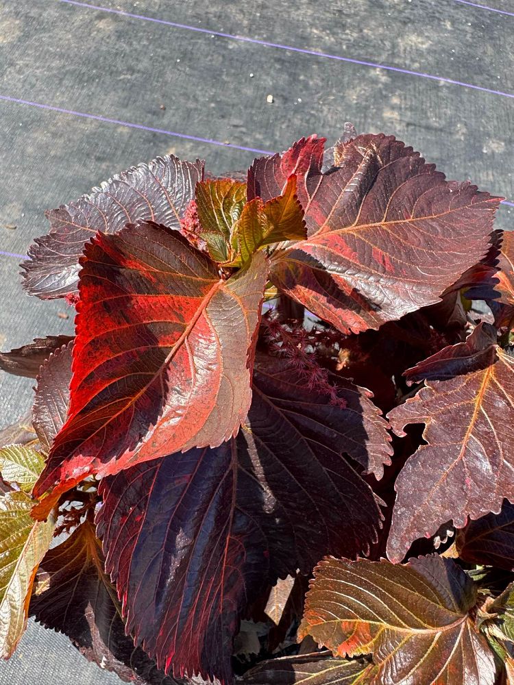 acalypha-wilkesiana-super-red-copperleaf