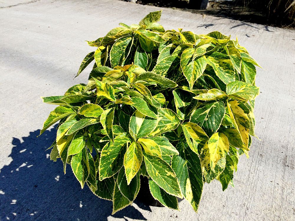 acalypha-wilkesiana-tahiti-copperleaf