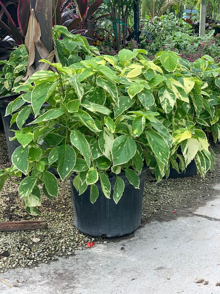 acalypha-wilkesiana-tahiti-copperleaf