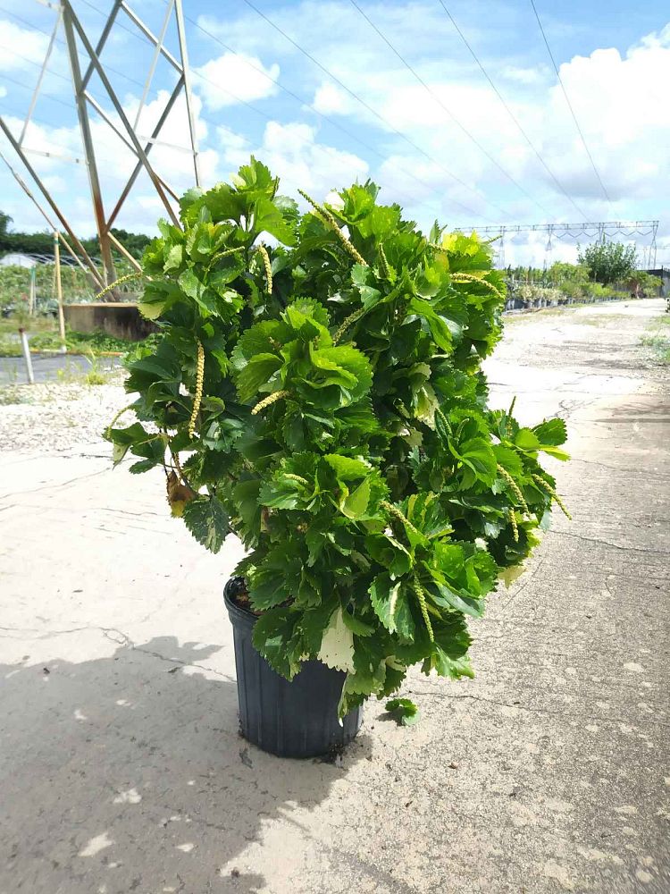 acalypha-wilkesiana-tahitian-gold-copperleaf