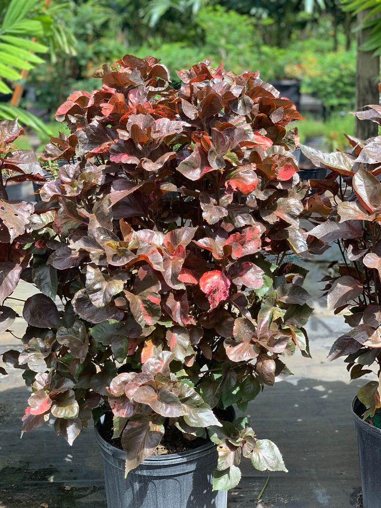 acalypha-wilkesiana-tricolor-copperleaf
