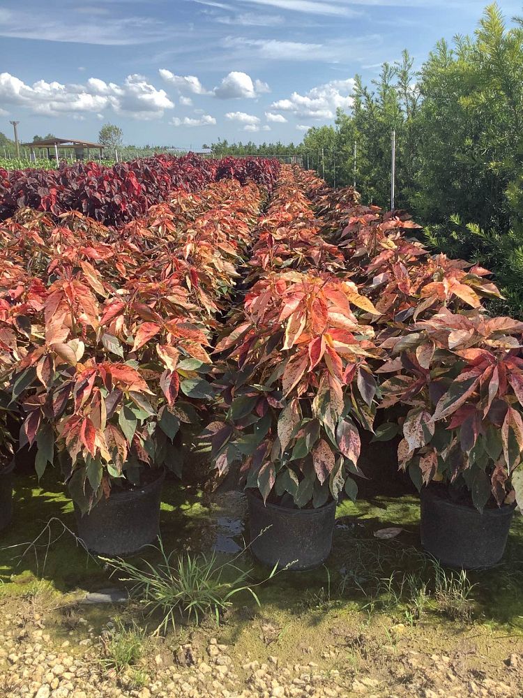 acalypha-wilkesiana-tricolor-copperleaf