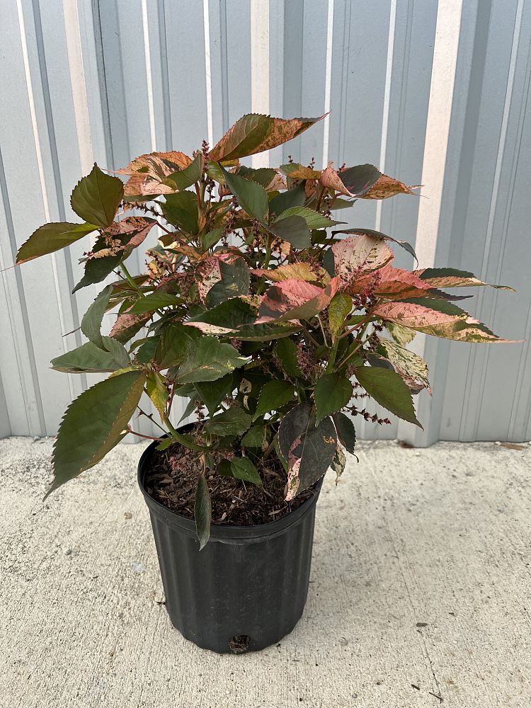 acalypha-wilkesiana-tricolor-copperleaf