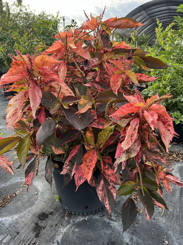 acalypha-wilkesiana-tricolor-copperleaf