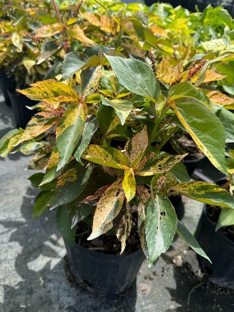 acalypha-wilkesiana-tricolor-copperleaf