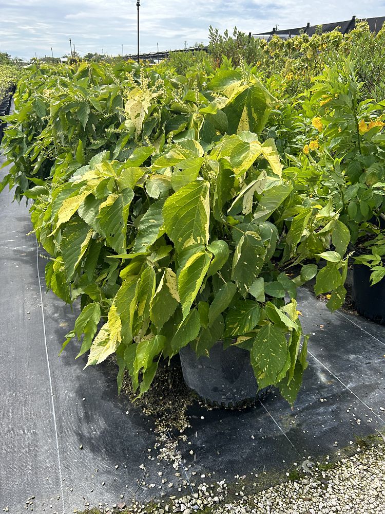 acalypha-wilkesiana-tricolor-copperleaf