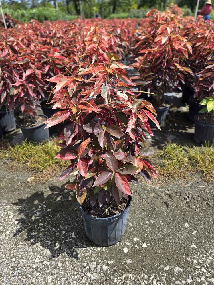 acalypha-wilkesiana-tricolor-copperleaf