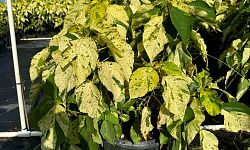 acalypha-wilkesiana-tricolor-copperleaf