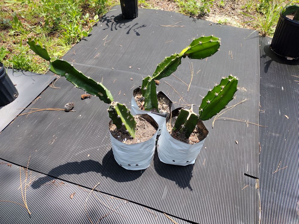 acanthocereus-tetragonus-barbwire-cactus