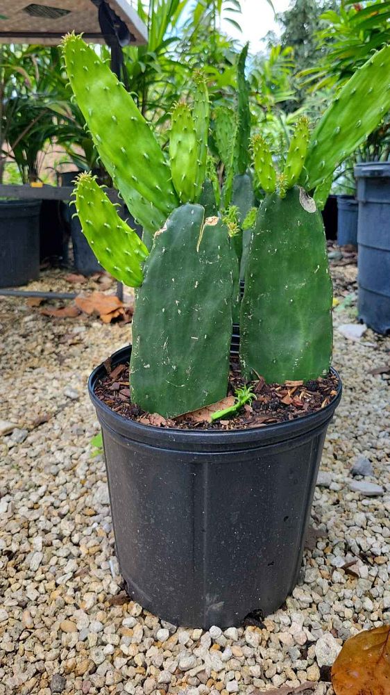 acanthocereus-triangle-cactus