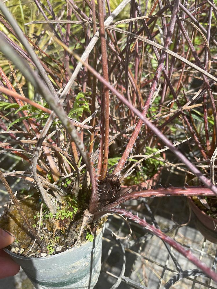 acanthostachys-pitcairnioides