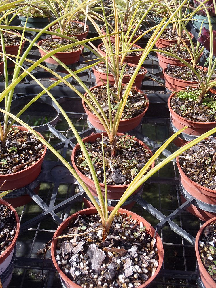 acanthostachys-strobilacea-bromeliad-pine-cone