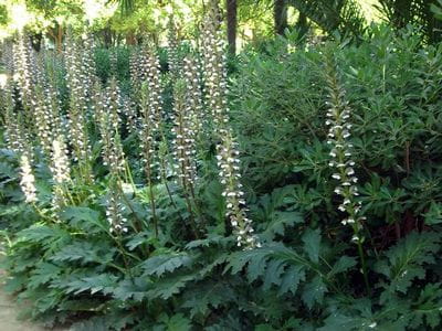 acanthus-morning-candle-hybrid-bear-s-breeches