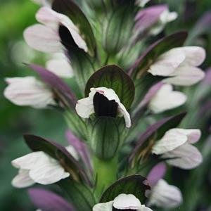 acanthus-morning-candle-hybrid-bear-s-breeches