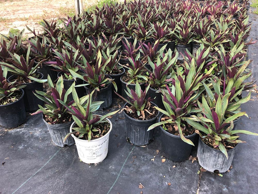 acanthus-spinosus-oyster-plant-bear-s-breeches