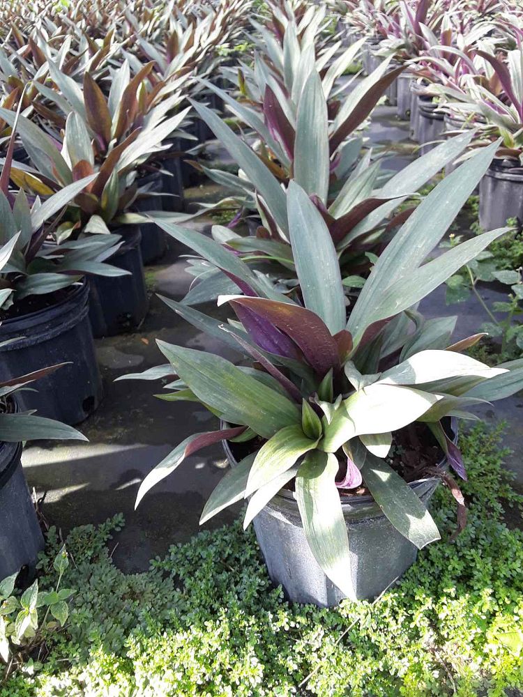 acanthus-spinosus-oyster-plant-bear-s-breeches