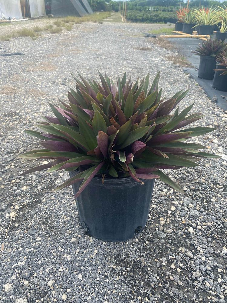 acanthus-spinosus-oyster-plant-bear-s-breeches