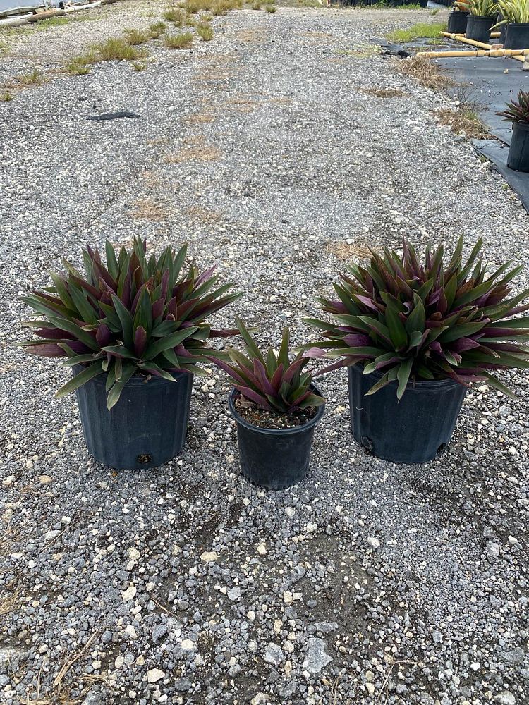 acanthus-spinosus-oyster-plant-bear-s-breeches