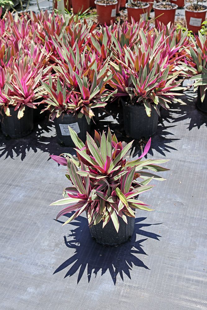 acanthus-spinosus-oyster-plant-bear-s-breeches