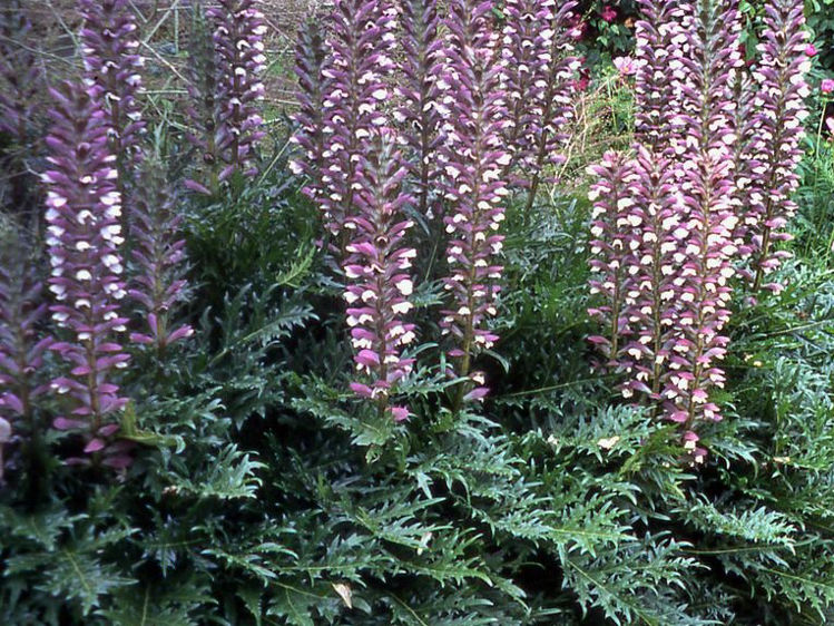 acanthus-spinosus-oyster-plant-bear-s-breeches