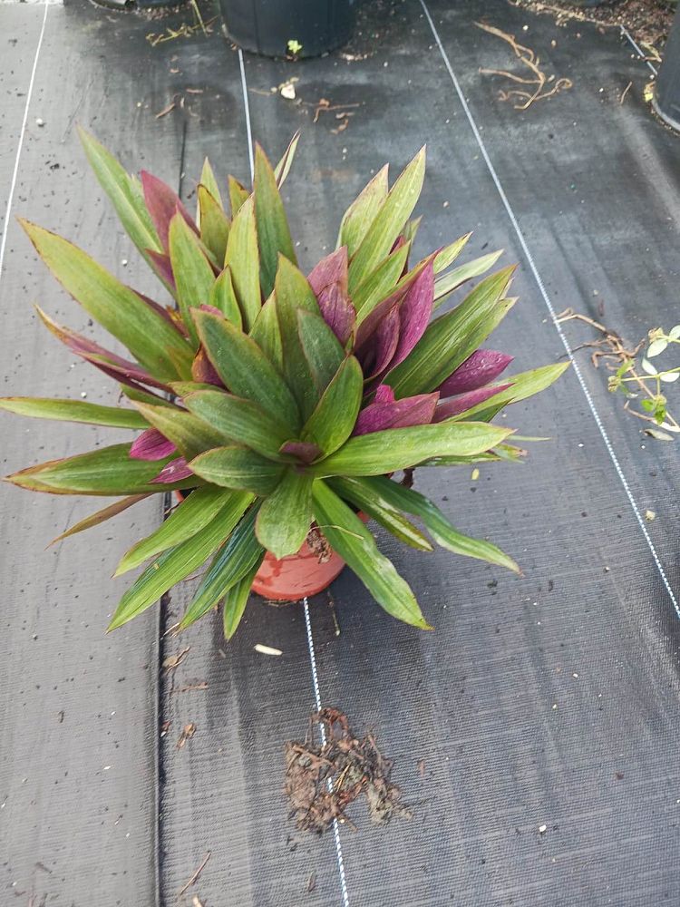 acanthus-spinosus-oyster-plant-bear-s-breeches