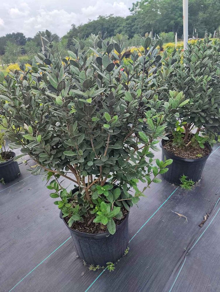 acca-sellowiana-apollo-pineapple-guava-feijoa-tree