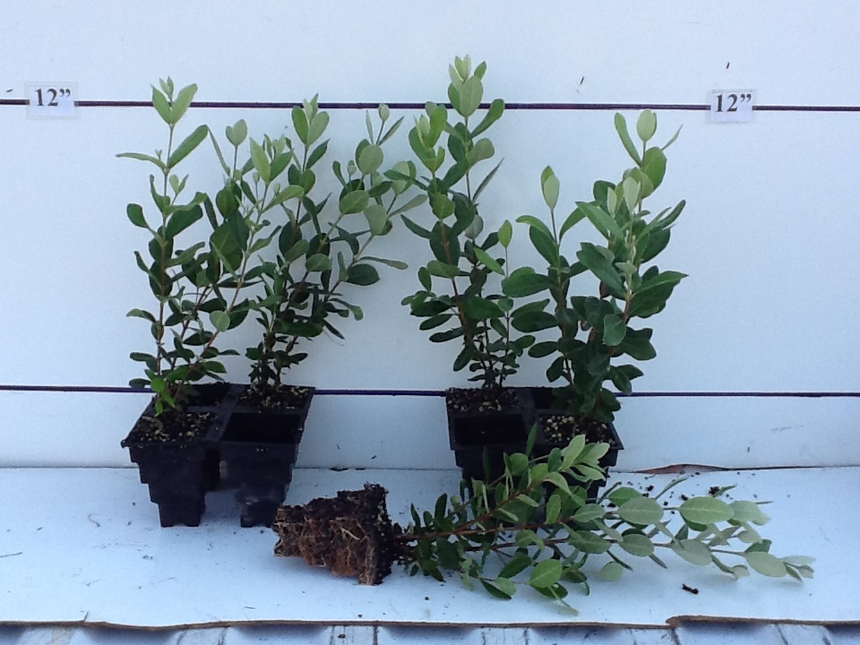 acca-sellowiana-pineapple-guava-feijoa-sellowiana