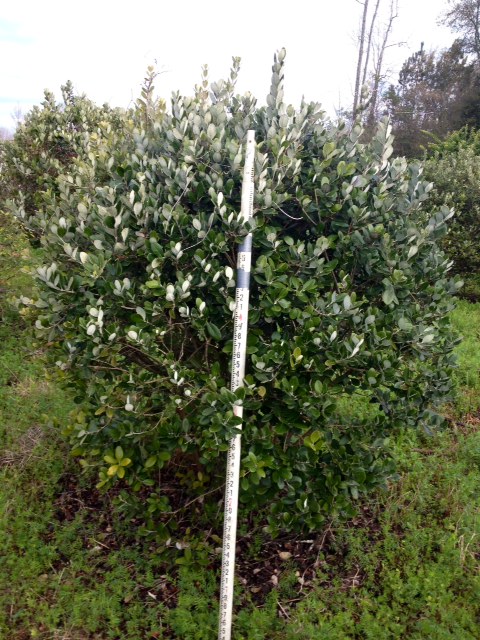 acca-sellowiana-pineapple-guava-feijoa-sellowiana