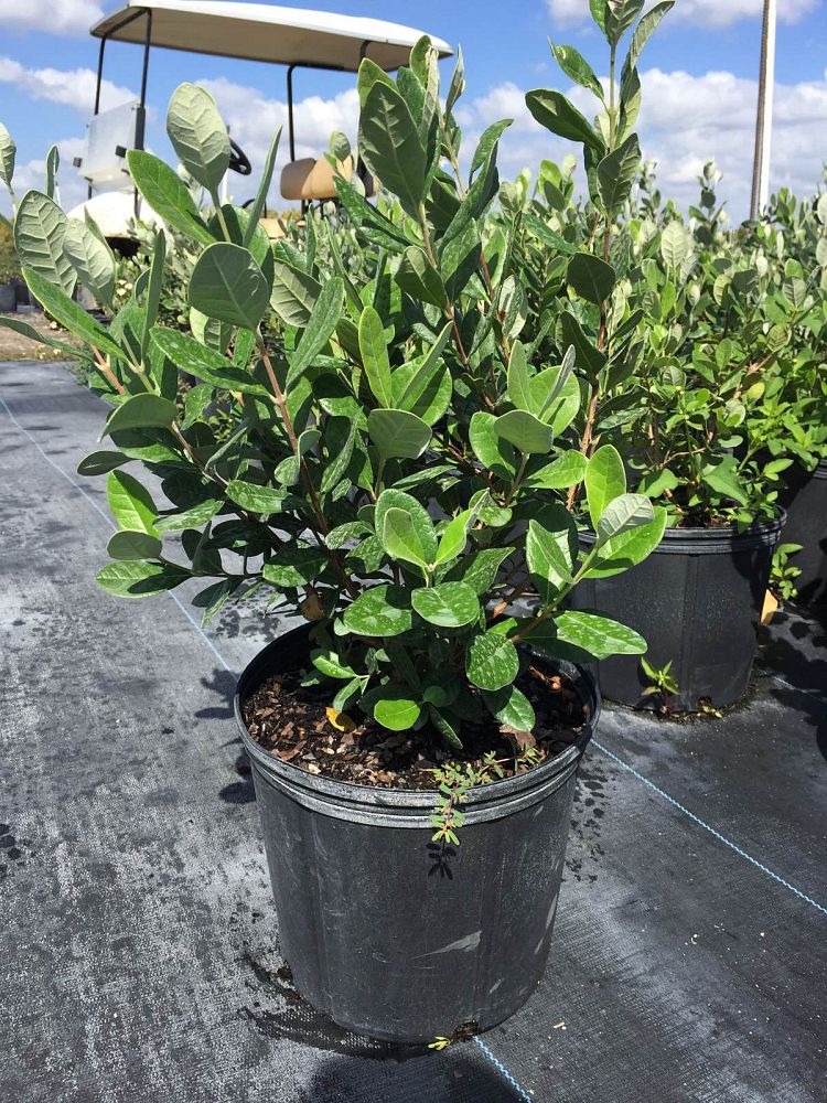 acca-sellowiana-pineapple-guava-feijoa-sellowiana