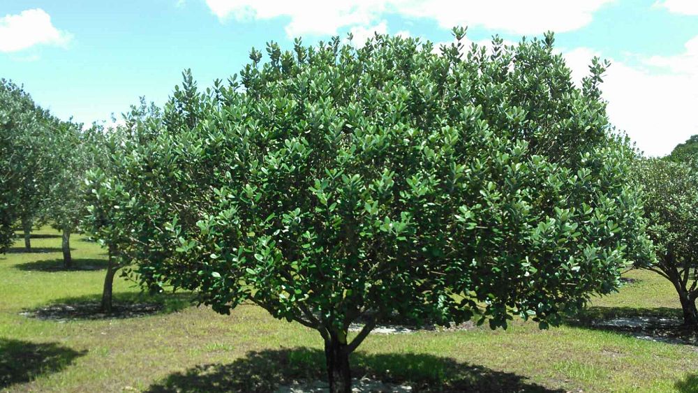 acca-sellowiana-pineapple-guava-feijoa-sellowiana