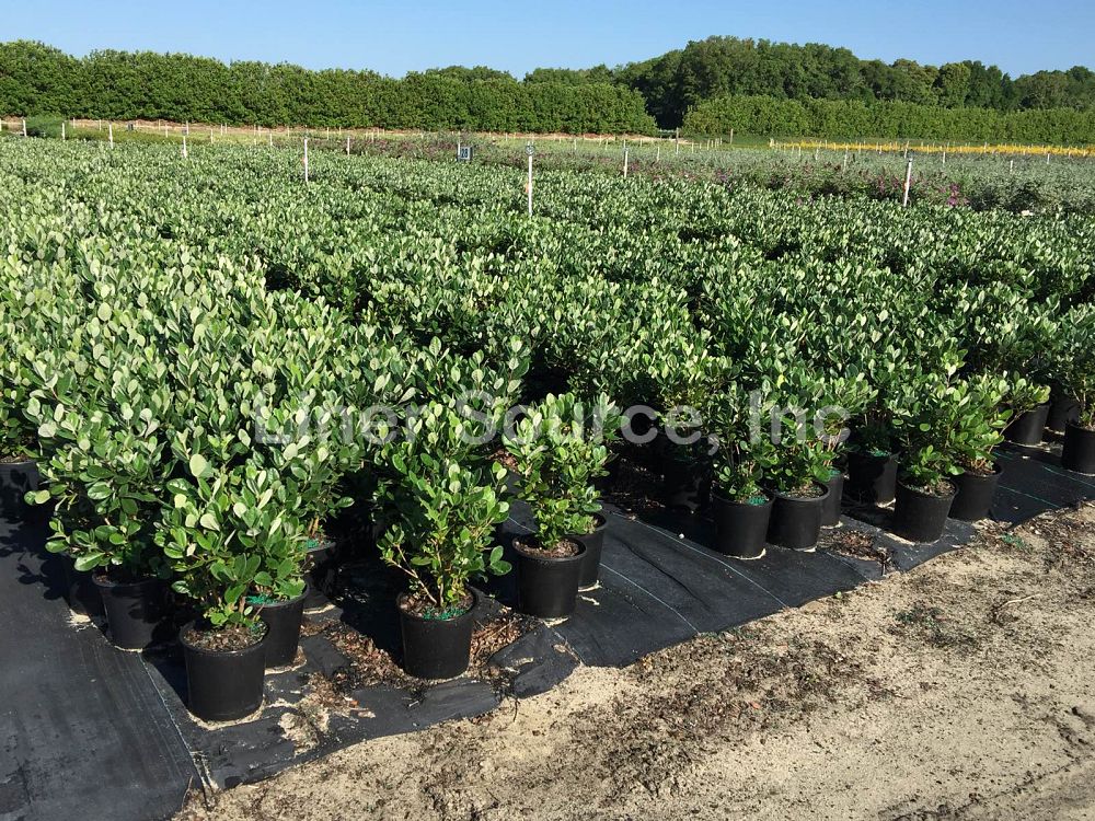 acca-sellowiana-pineapple-guava-feijoa-sellowiana
