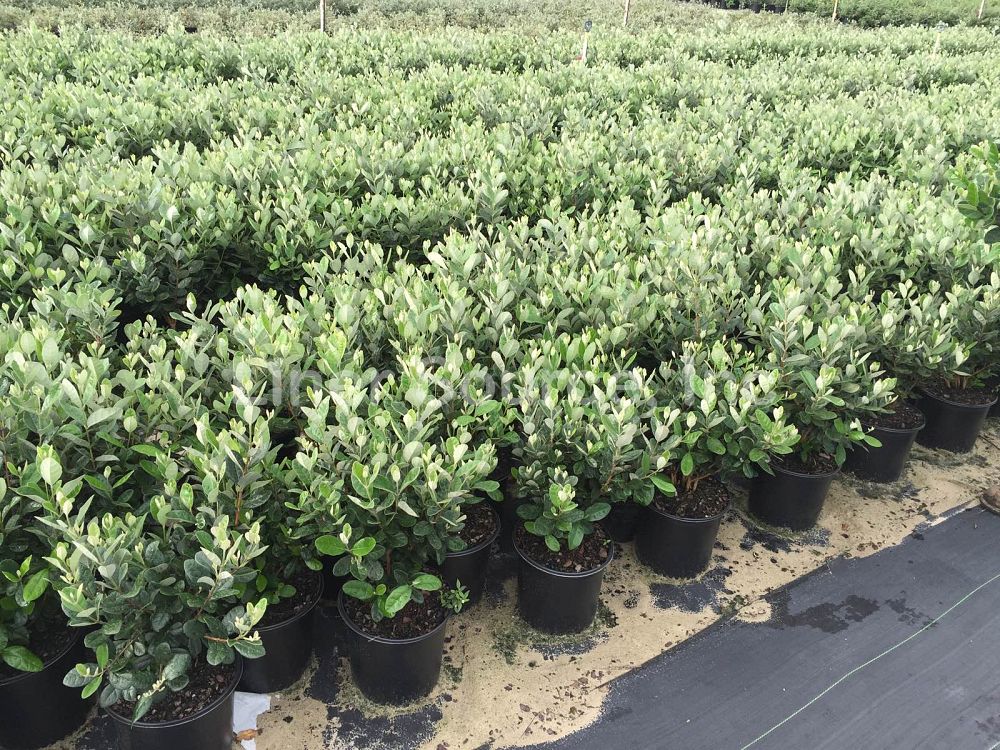 acca-sellowiana-pineapple-guava-feijoa-sellowiana