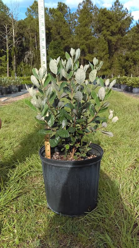 acca-sellowiana-pineapple-guava-feijoa-sellowiana